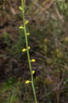 Golden colicroot